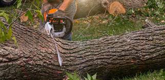 Best Arborist Consultation Services  in Galesville, WI