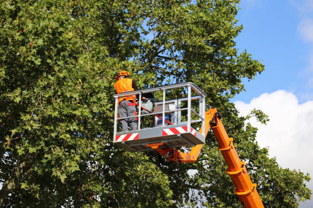 How Our Tree Care Process Works  in  Galesville, WI