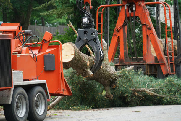 Galesville, WI Tree Care Services Company