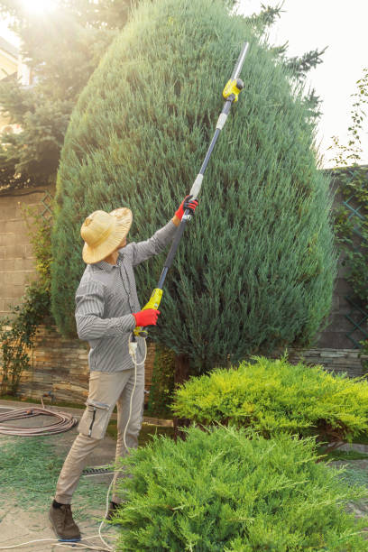 Tree and Shrub Care in Galesville, WI