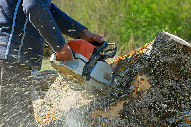 Best Tree Cabling and Bracing  in Galesville, WI